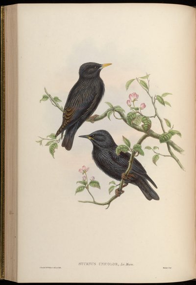 Étourneau unicolore - John Gould